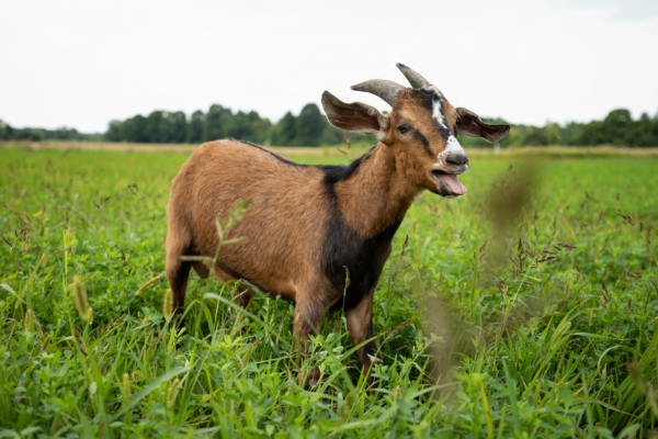 Calanna Specialty Meats goat